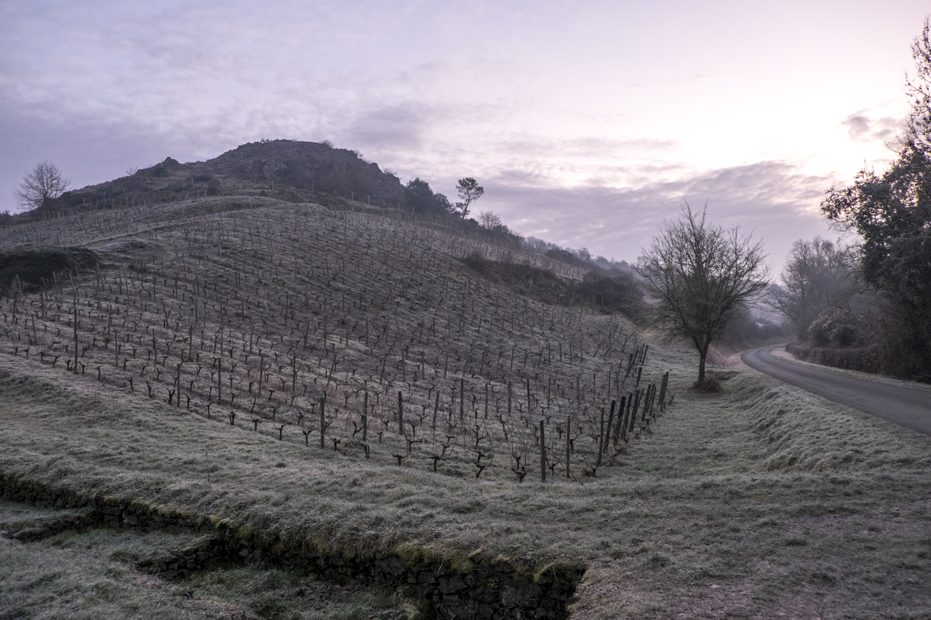 Neige au domaine Pithon Paillé - Copyright Jean-Yves Bardin winemaker domain picture